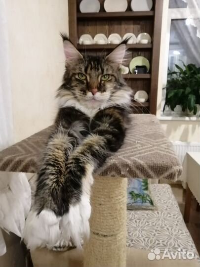 Шикарные стерильные девицы мейн-кун