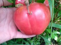 Семена томатов сорта "бычье сердце "