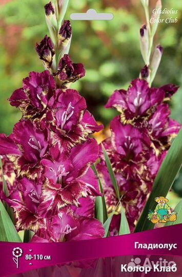 Гладиолус сет 4 сорта по 3 луковицы(12 шт.), поиск