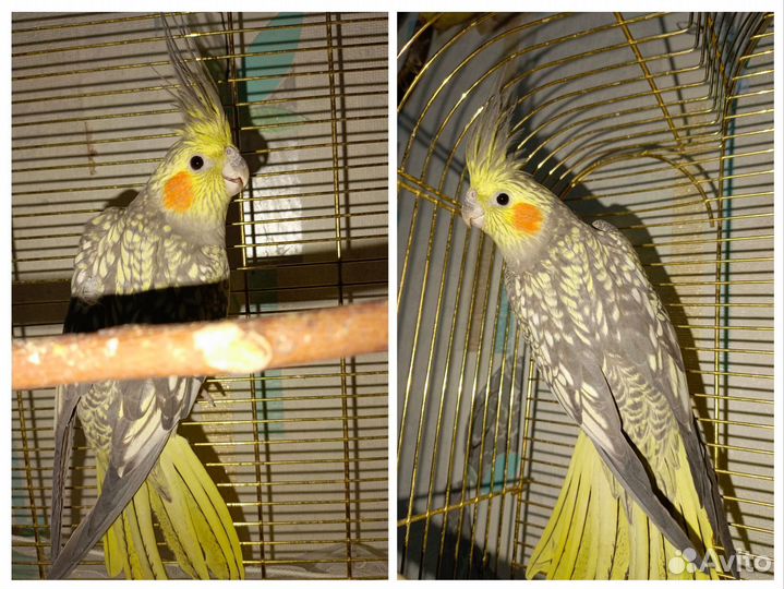 Попугай корелла