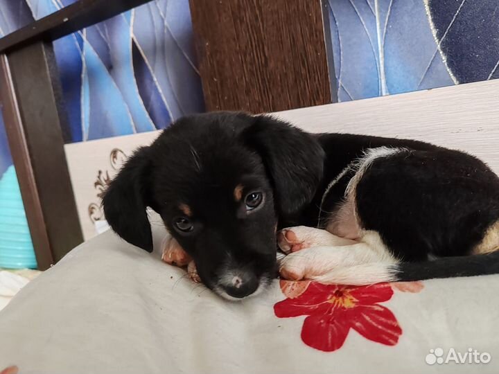 Мальчонка ищет дом