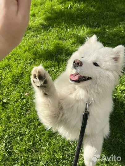 Аренда самоеда для фотосессии