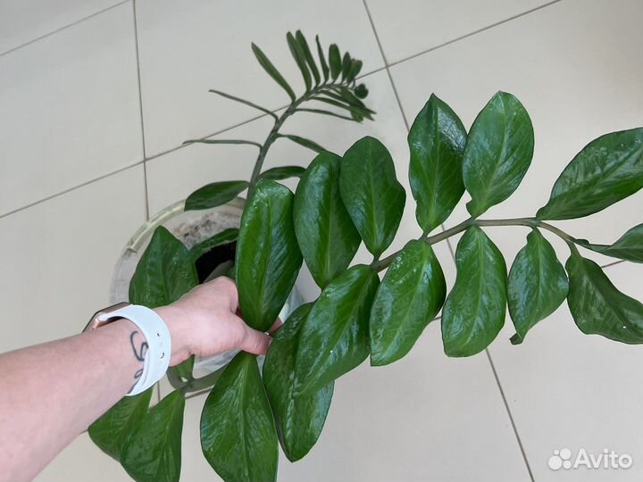 Замиокулькас