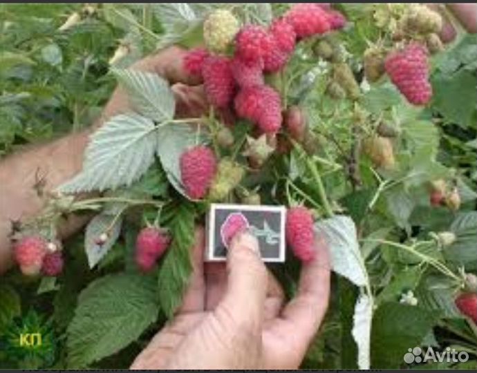 Саженцы малины Таруса(малиновое дерево)