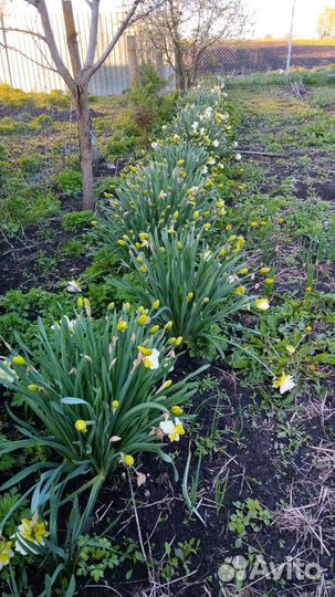 Сортовые нарциссы