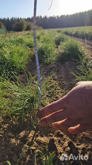 Саженцы сосны окс