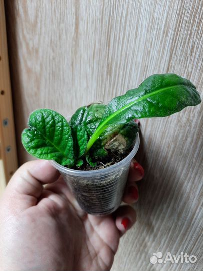 Традесканция, фиалки, бегонии Кейн