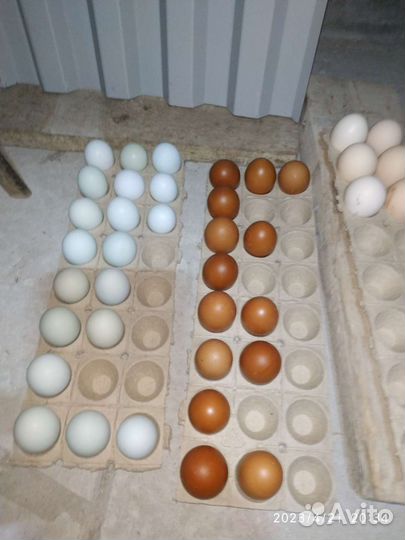 Амераукана