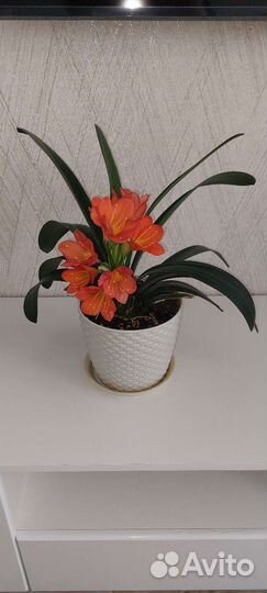 Комнатные цветы