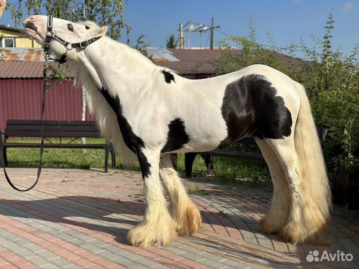 Жеребец тинкер