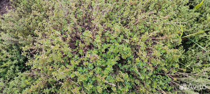 Тимьян, лук многоярусный