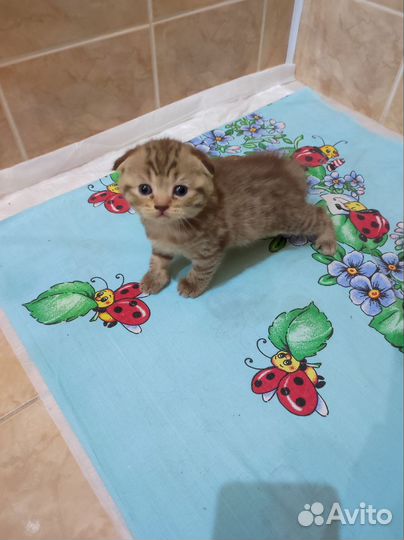 Шотландские котята