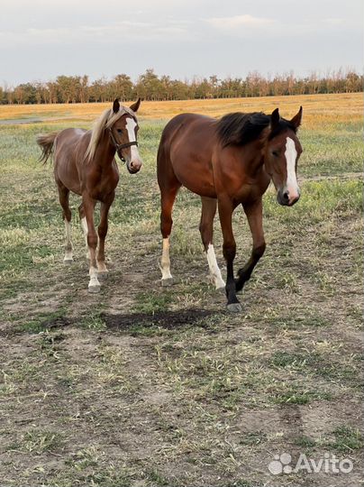 Продается лошадь обученная в бричке