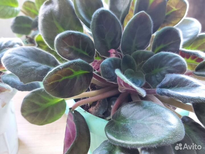 Цветущие фиалки