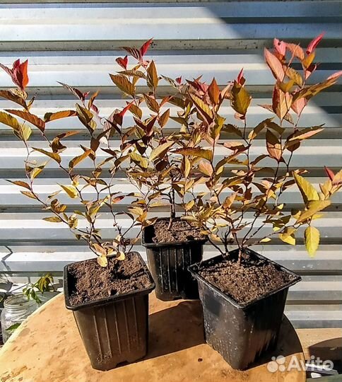 Самшит, спирея, флокс