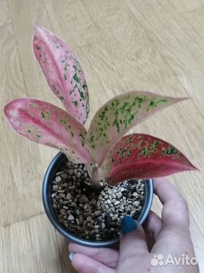 Комнатные цветы 1