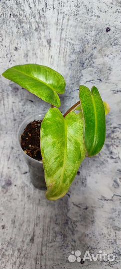 Филодендрон Биллитау мраморный