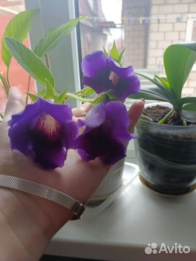 Комнатный цветок Глоксинья