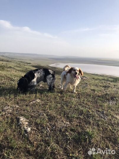 Русский охотничий спаниель (вязка)