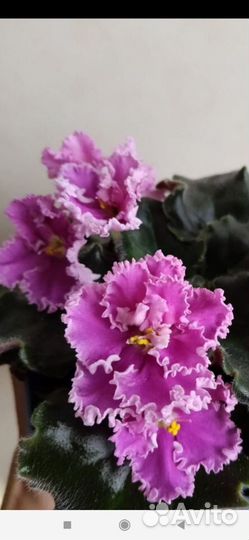 Фиалка детки фиалок или укорененные листики