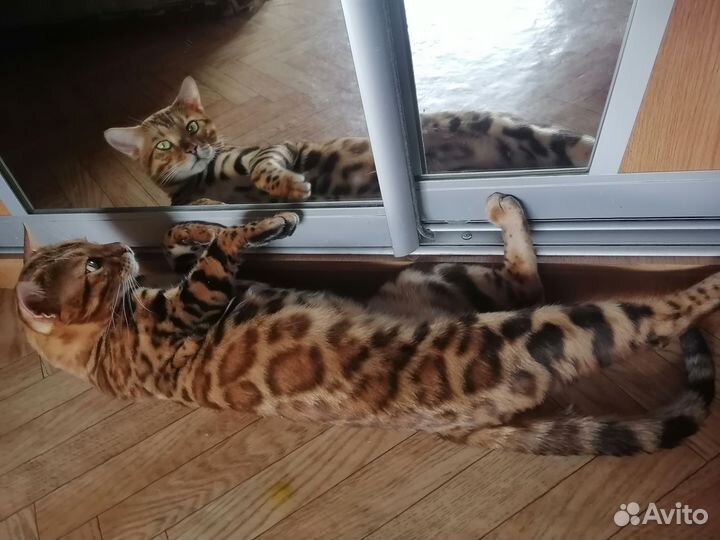 Бенгальский кот 2000