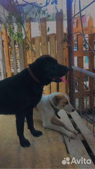 Лабрадор помесь умный год