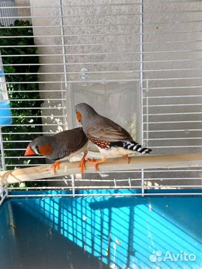 Зебровые амадины