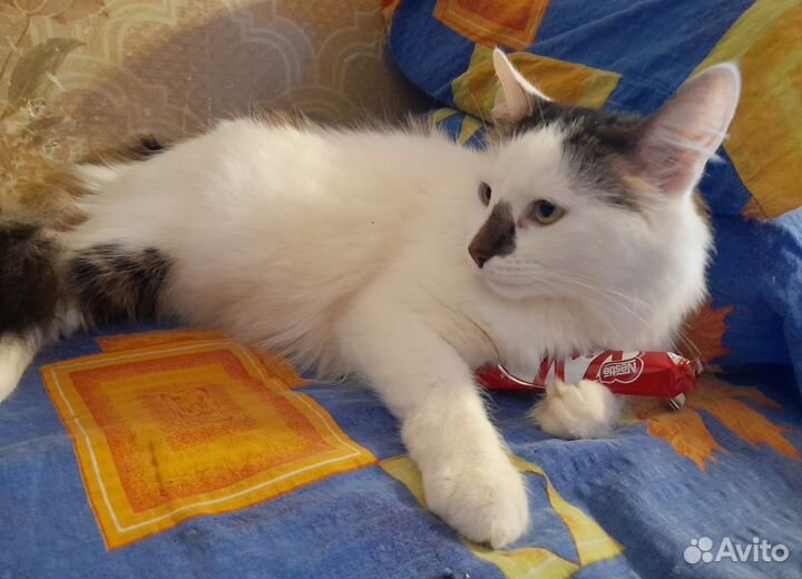 Кот в добрые руки