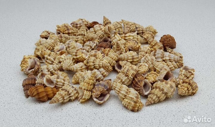 Фос Сентикосус 3,3*3,9 морская ракушка раковина