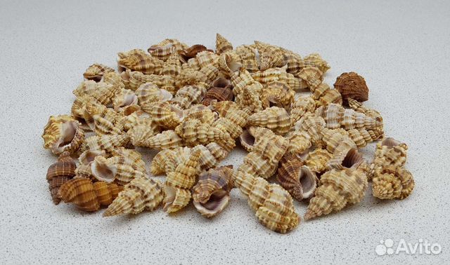 Фос Сентикосус 3,3*3,9 морская ракушка раковина