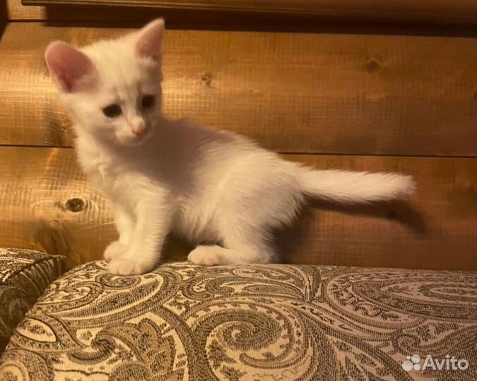 Кошка турецкая ангора