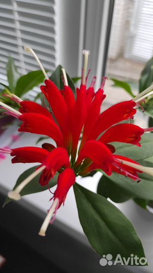 Эсхинантус (перо жар птицы)