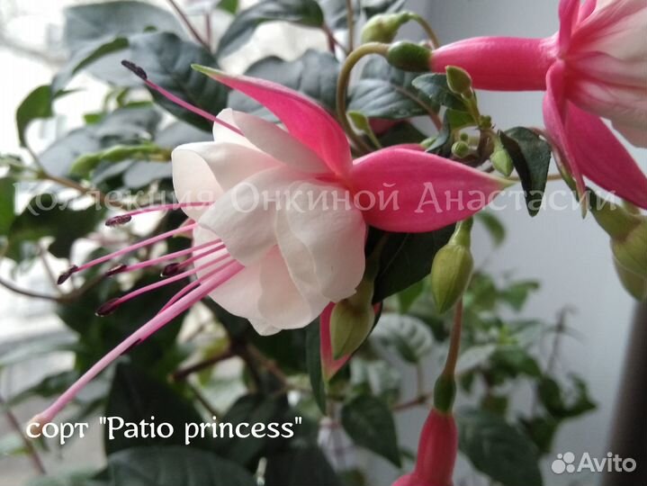 Сортовые фуксии, разные (можно почтой)