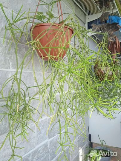 Комнатные цветы рипсалис