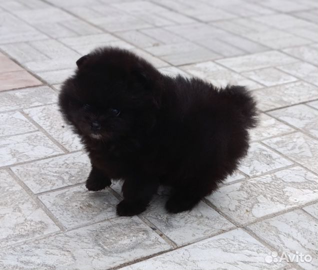 Щенки шпица