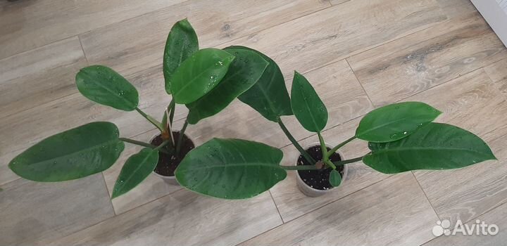 Филодендроны