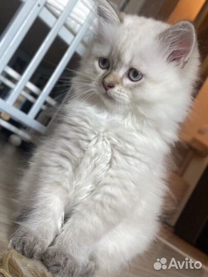 Шотландский котенок скоттиш страйт и скоттиш фолд