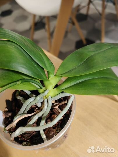 Орхидея фаленопсис Тетраспис С1