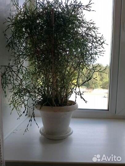 Комнатные цветы шефлера