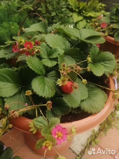 Клубника сортовая тристан