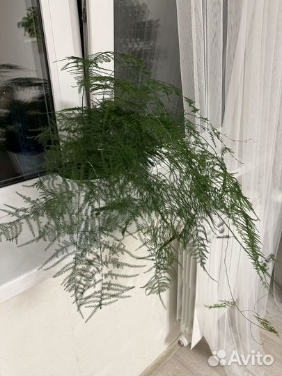 Аспарагус, горшок Santino