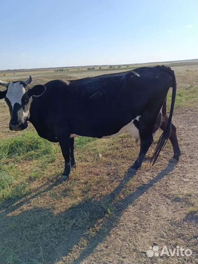 Коровы дойные молочные