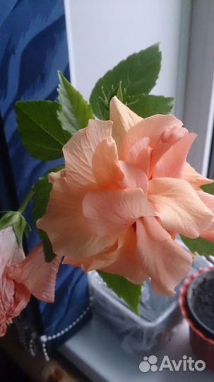 Гибискусы махровые