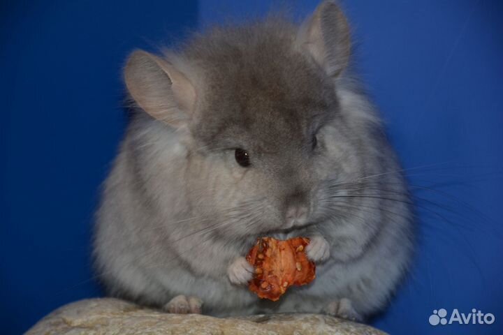 Шиншиллы ангоры и носители