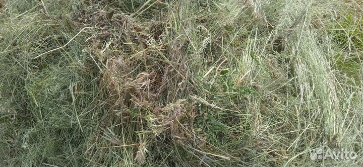 Сено в тюках