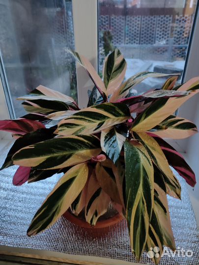 Строманта триколор