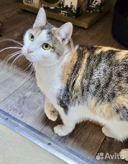 Кошечка на удачу