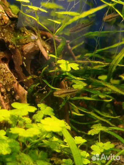 Формозы. Аквариумные рыбки