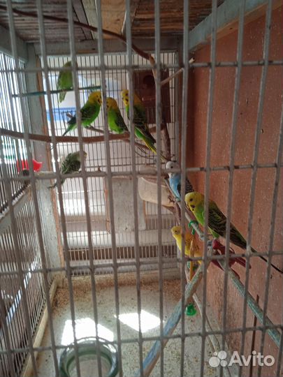 Волнистый попугай