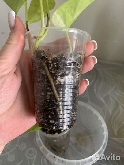 Сциндапсус неон